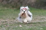 LHASSA APSO 081